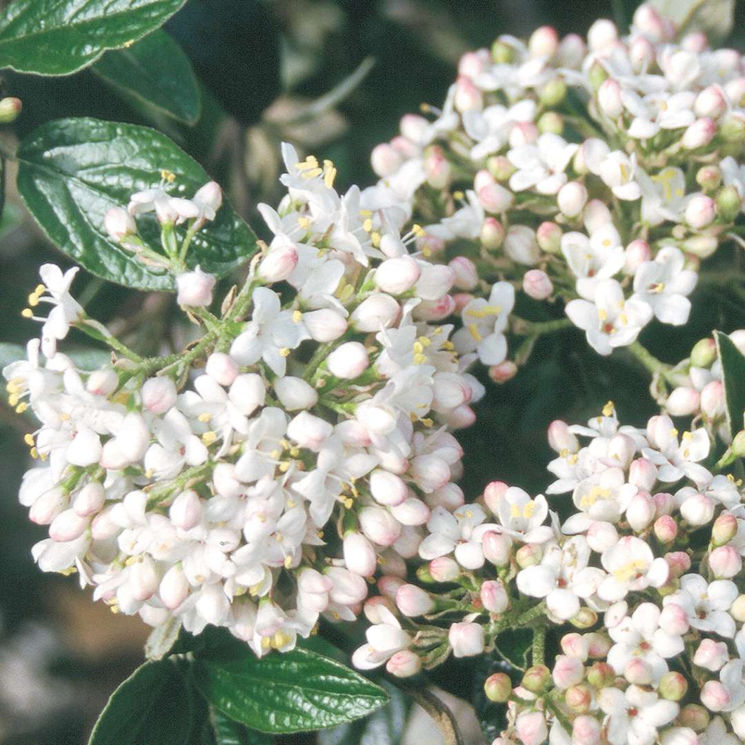 White flower clusters on Conoy viburnum with some deep green foliage showing as well